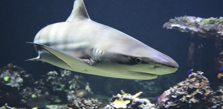 Mơ thấy cá mập đánh con gì, ý nghĩa của giấc mơ là gì?