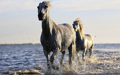 Giải mã giấc mơ: Nằm mơ thấy ngựa mang những ý nghĩa gì?
